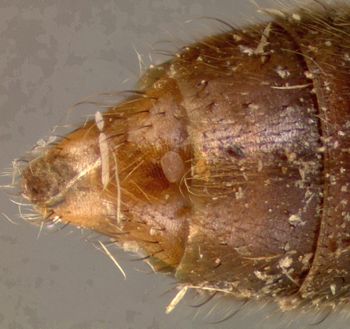 Media type: image;   Entomology 27477 Aspect: abdomen dorsal view
